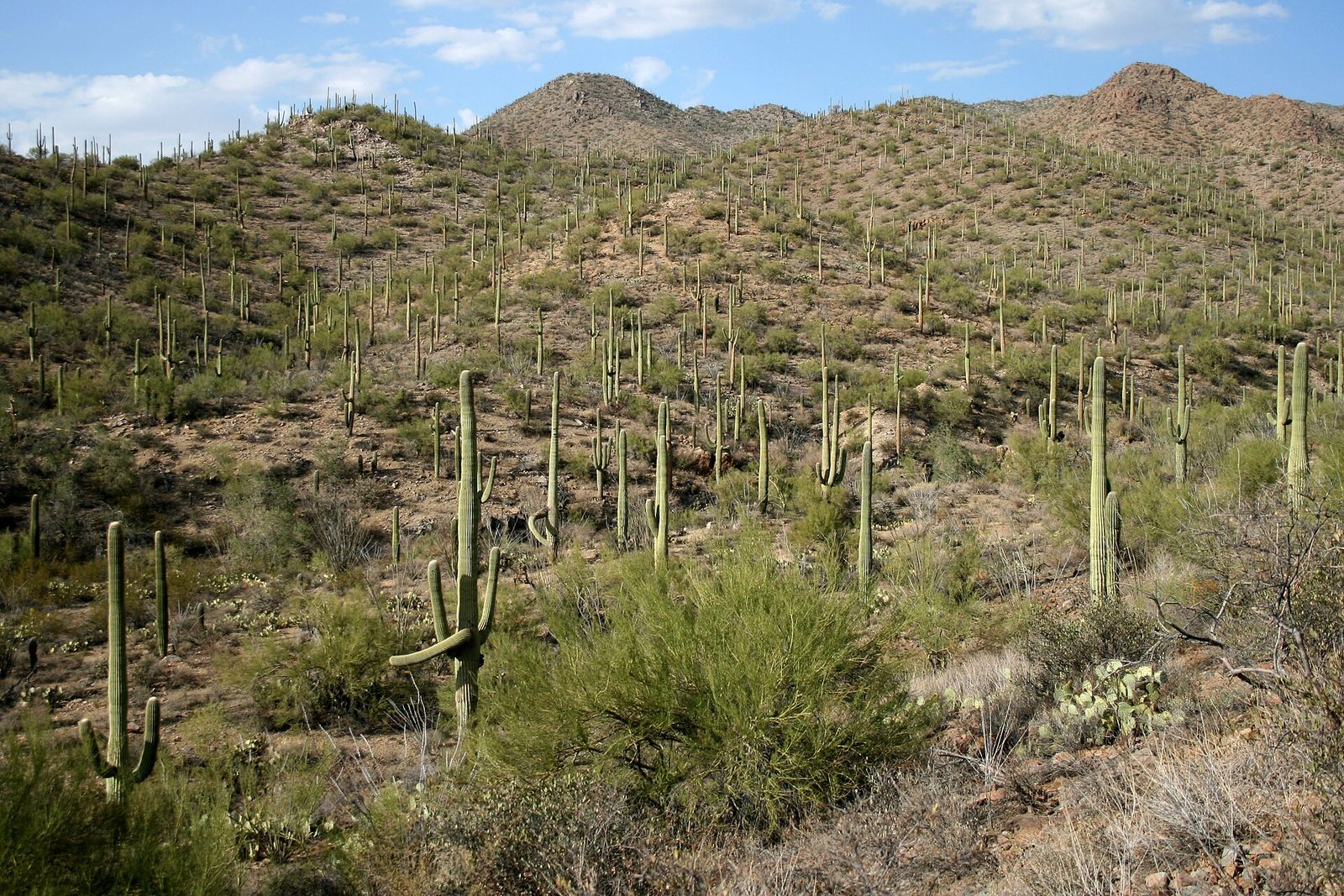 Hills covered in hundreds of tall saguaro cacti with palo verde shrubs in the foreground