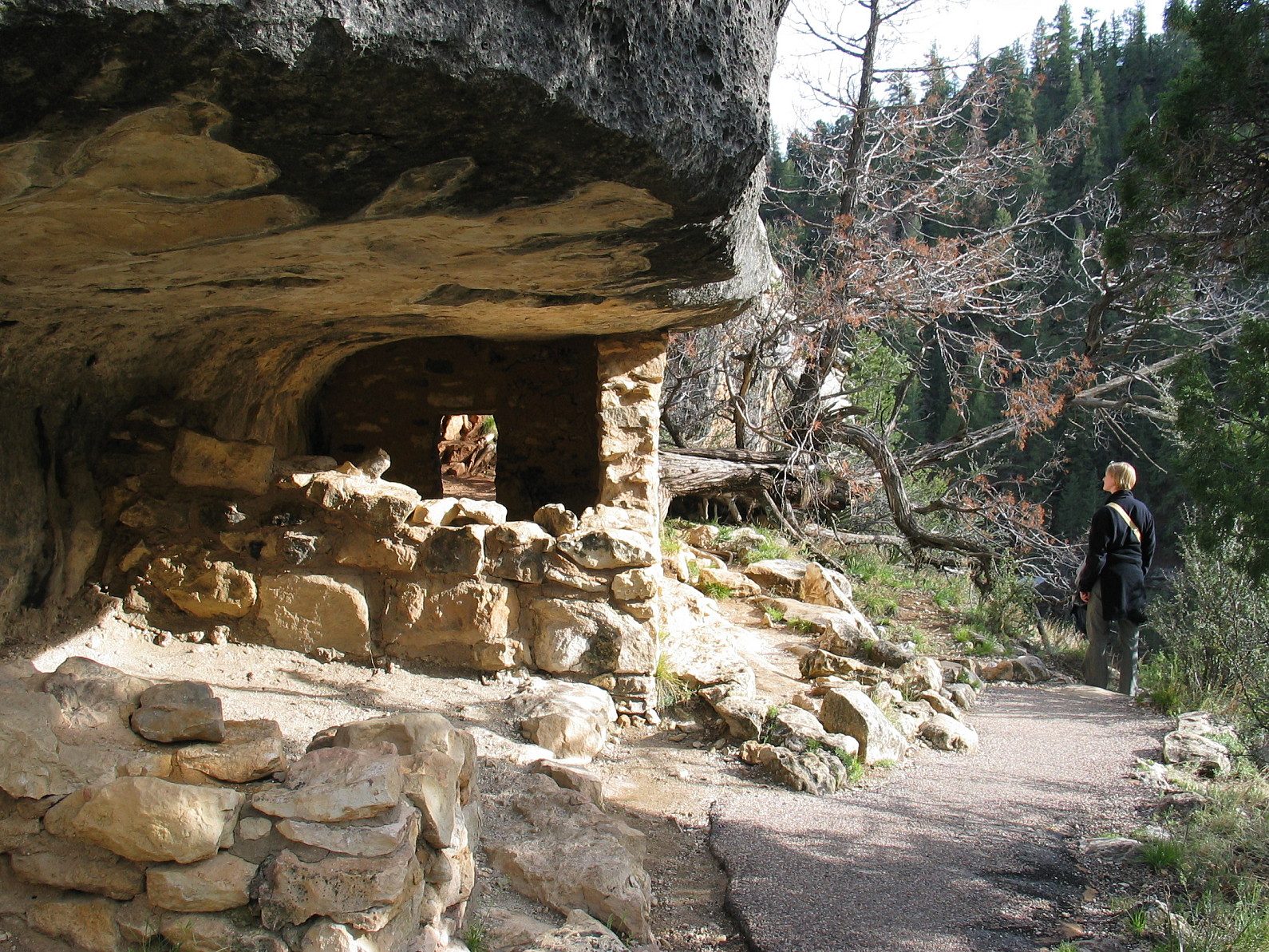 Stone cliff-dwelling rooms under a rock overhang beside a gravel trail, with a visitor looking out at a pine-forested canyon