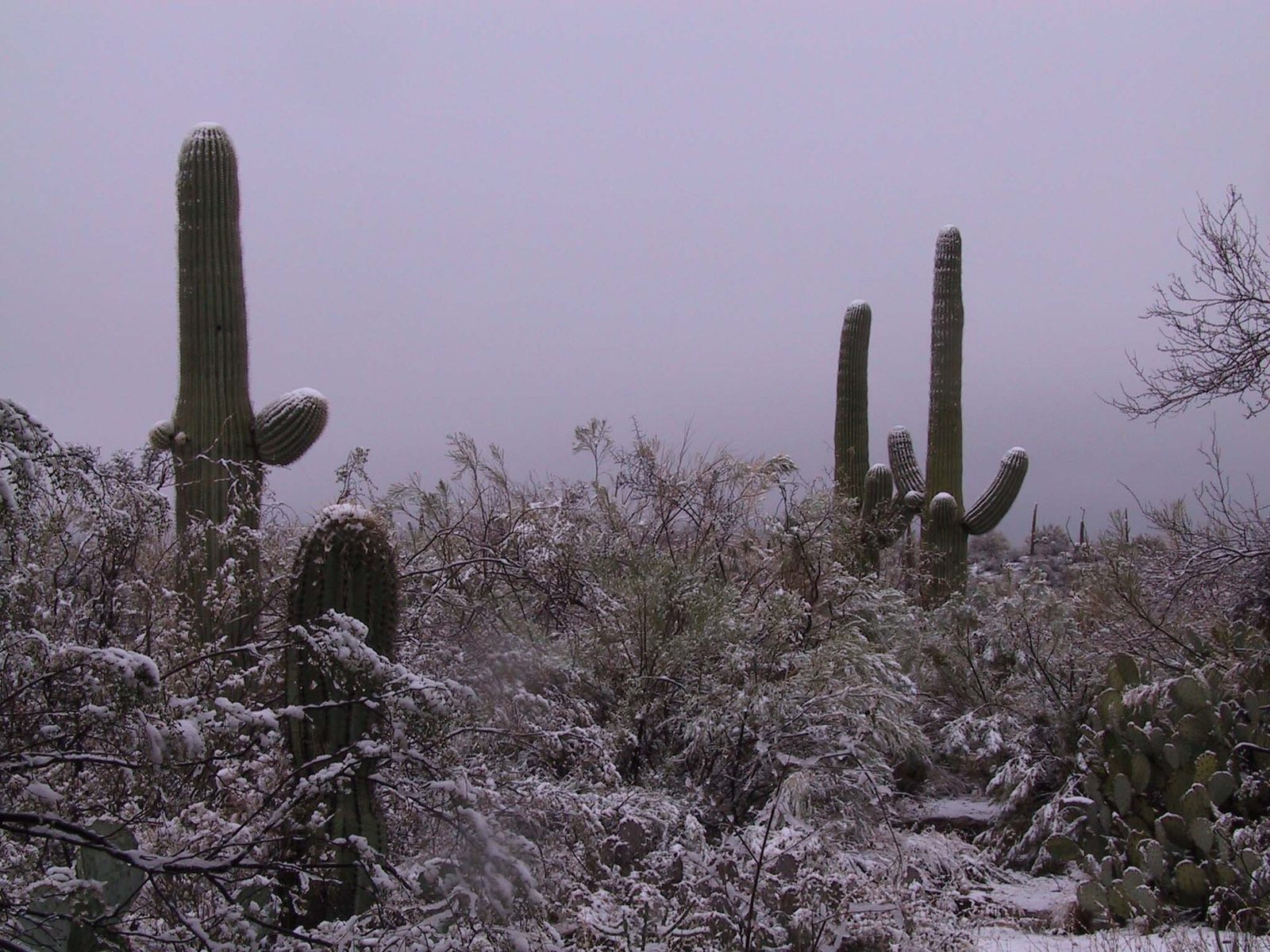 Several tall saguaro cacti and desert shrubs covered in a light layer of snow under a gray winter sky