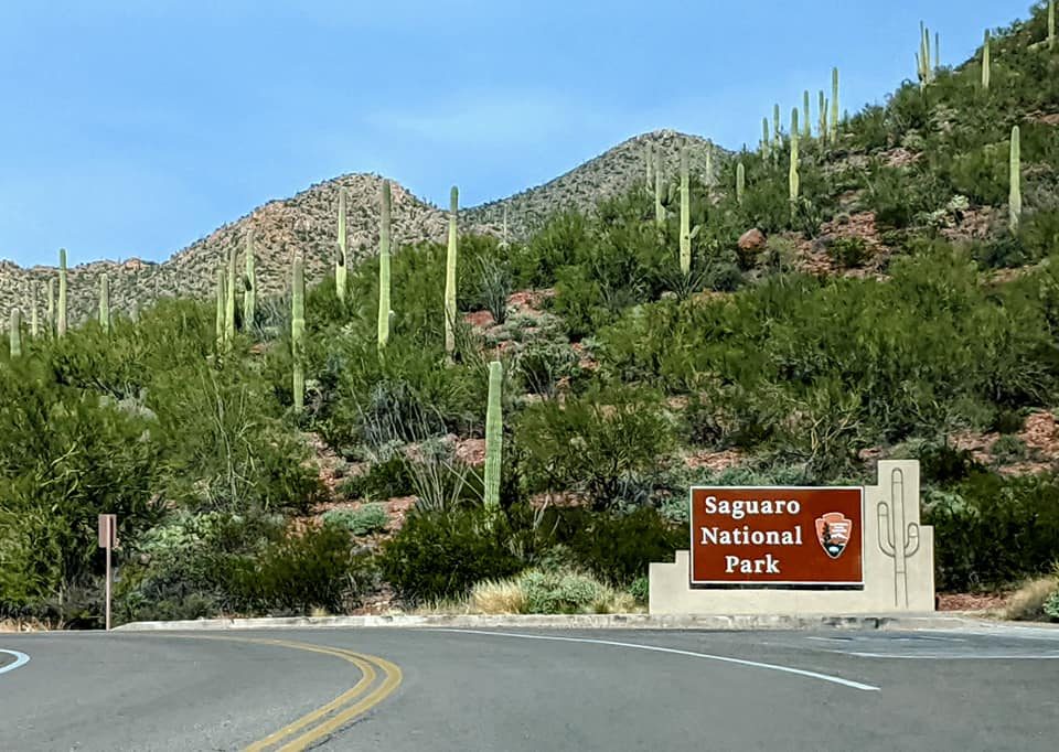 A brown Saguaro National Park entrance sign with the arrowhead emblem beside a curving road, with saguaro cacti covering the hillside behind it