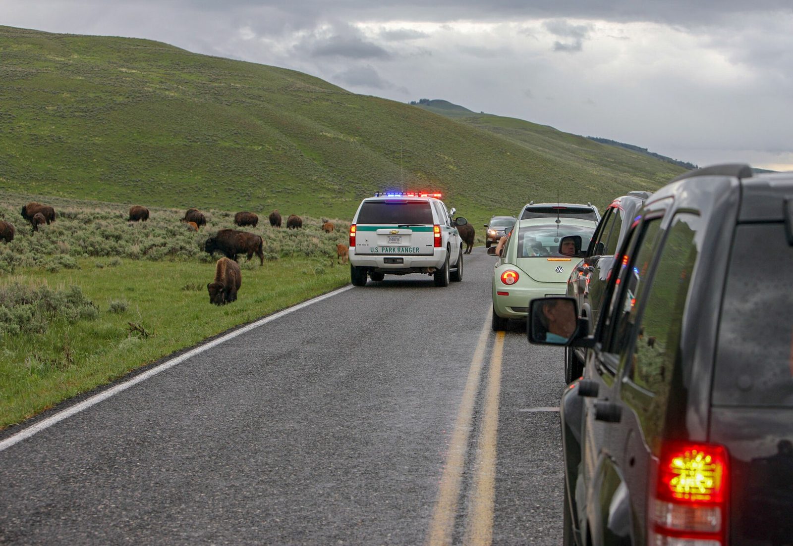 Cars wait in a line on a two-lane road in Yellowstone's Lamar Valley while a U.S. Park Ranger vehicle with flashing lights passes a herd of bison grazing beside the road