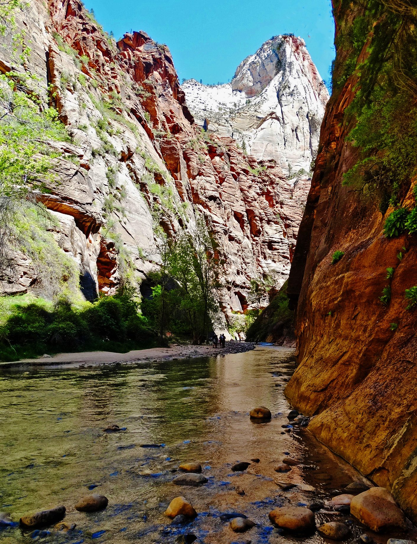 The Virgin River flowing between tall red and white sandstone walls in Zion's Narrows, with a few hikers in the distance