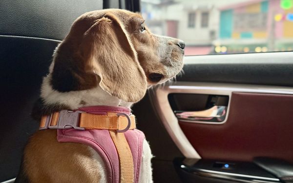 A brown-and-white beagle in a pink harness sitting in a car's back seat, looking out the closed side window at a street
