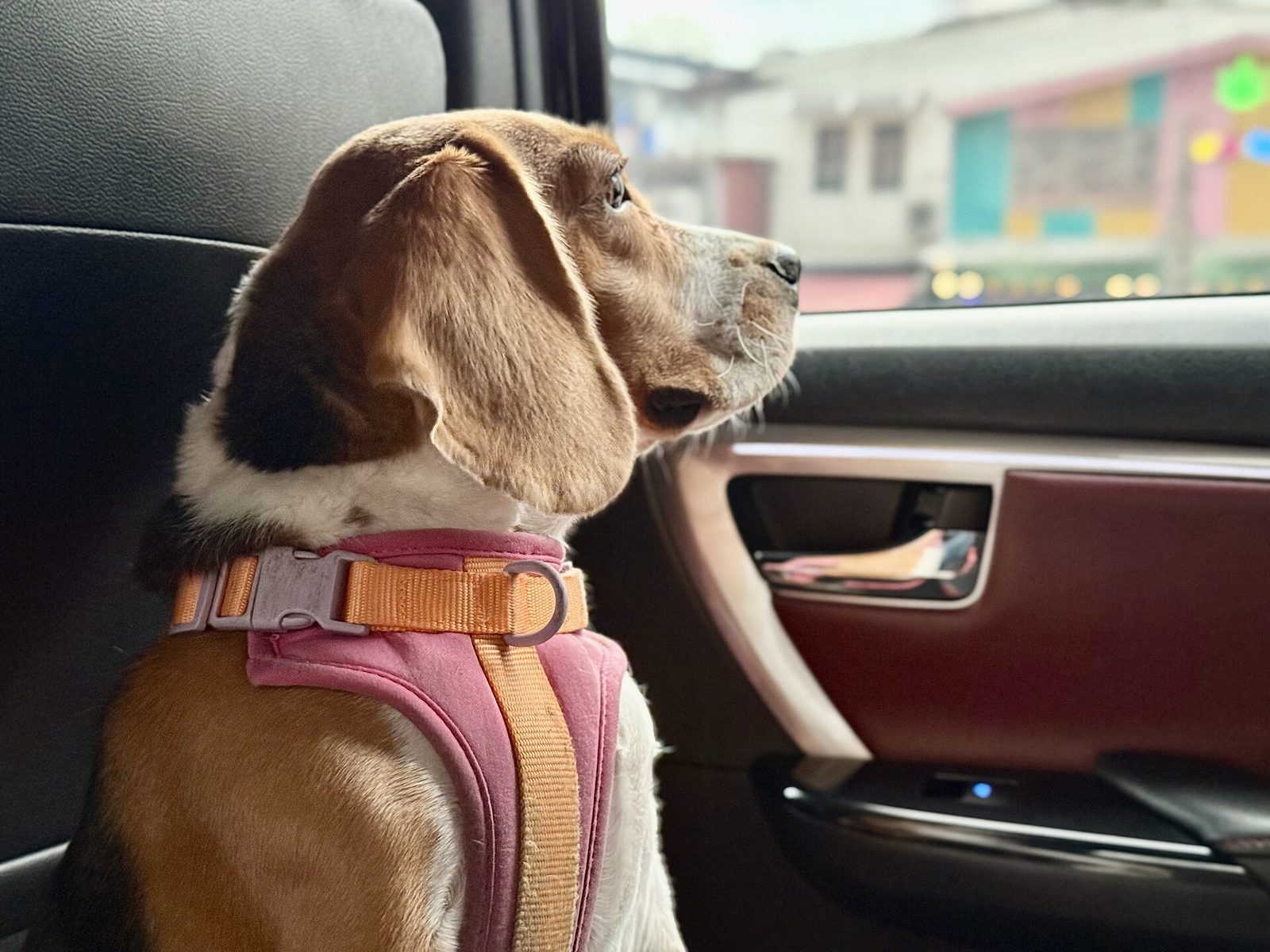 A brown-and-white beagle in a pink harness sitting in a car's back seat, looking out the closed side window at a street