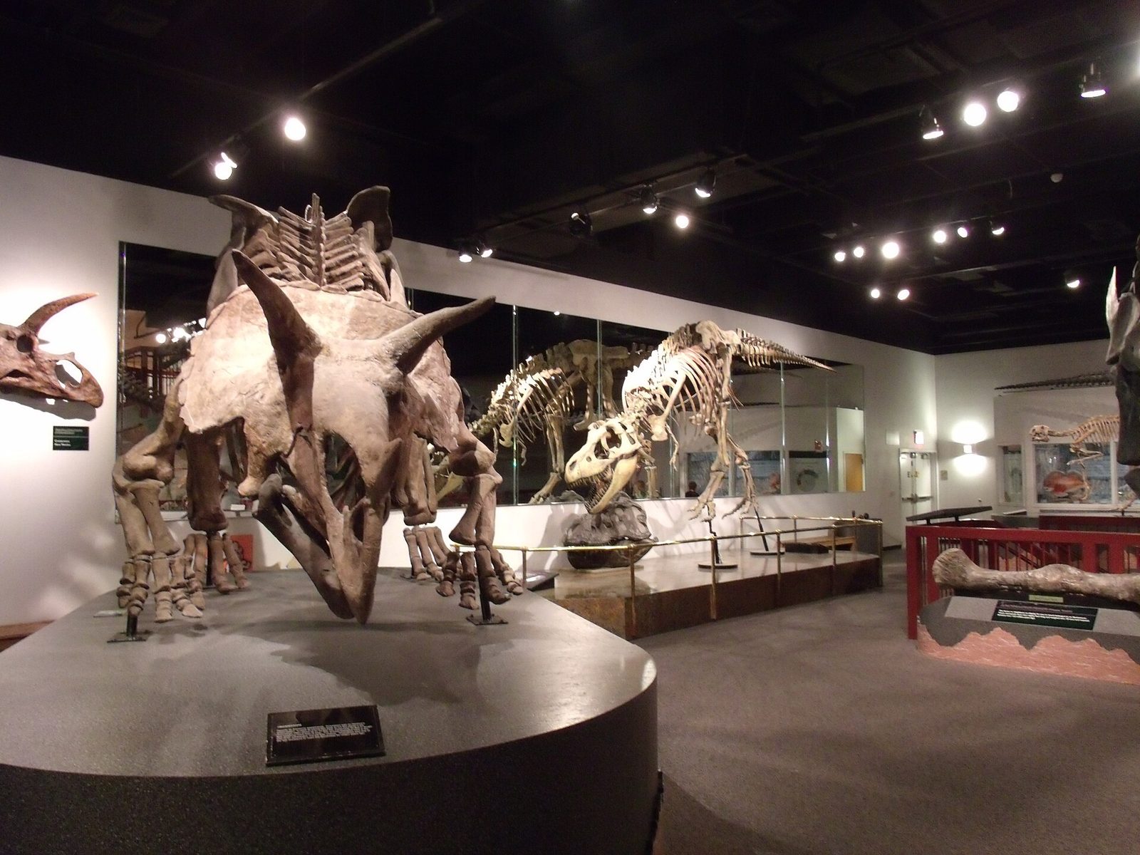 A dimly lit museum hall with a large horned dinosaur skeleton on a platform in the foreground and a tyrannosaur skeleton behind it under small spotlights