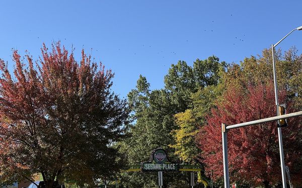 Red, orange and green autumn trees under a clear blue sky, with the green Sesame Place entrance arch and a large pumpkin decoration visible between the trees