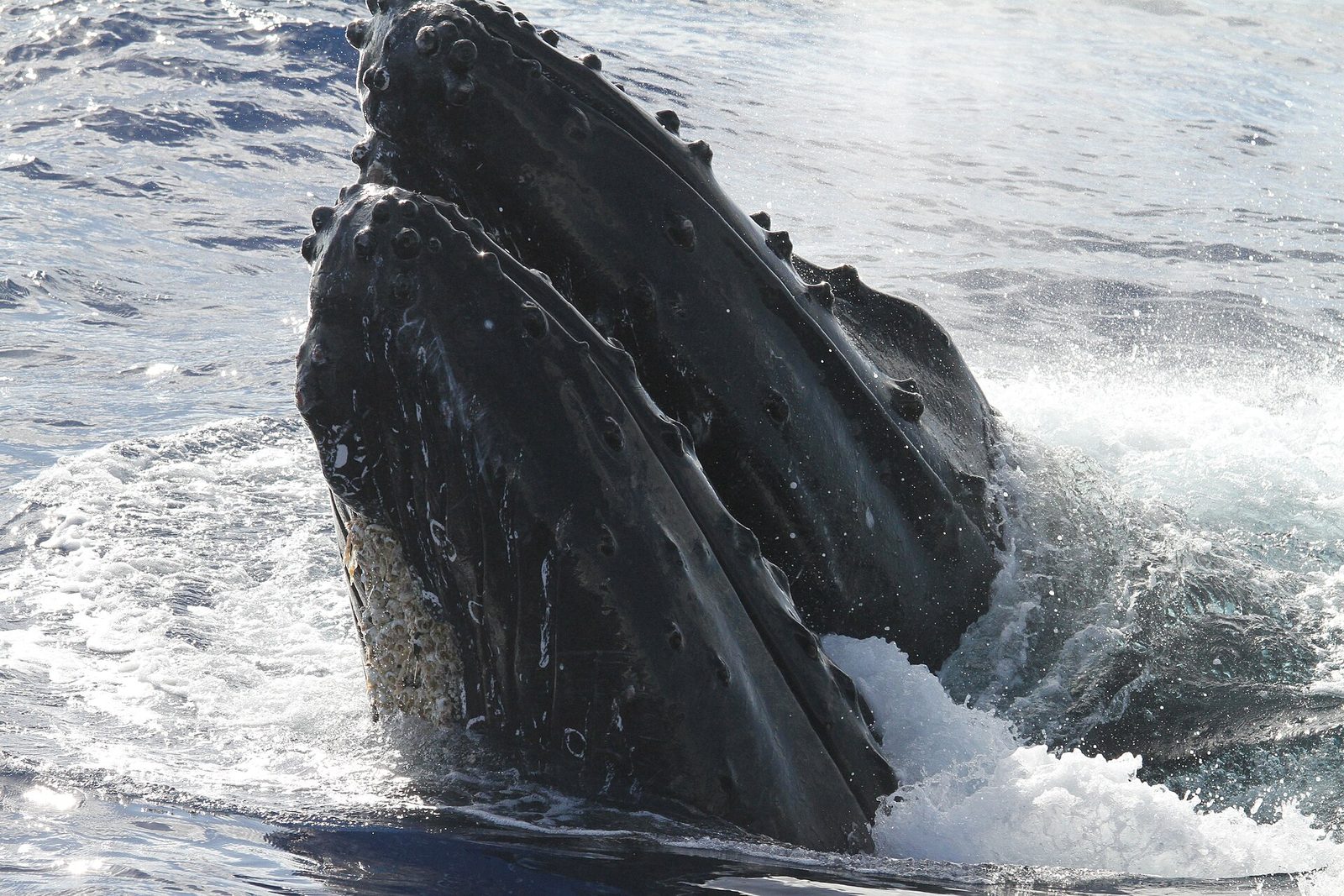 A humpback whale's knobby head rising out of blue ocean water with white spray around it