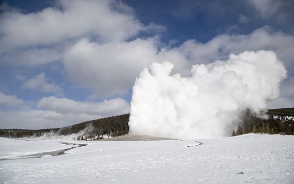 Old Faithful erupting in a huge white plume of steam over a snow-covered basin, with evergreen forest and a blue sky behind it