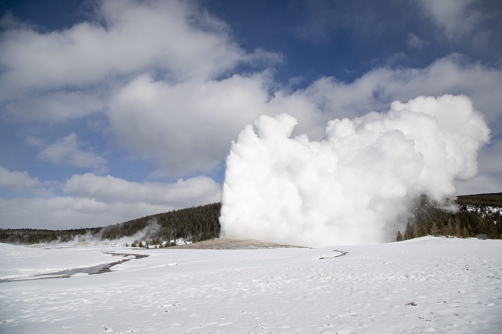 Old Faithful erupting in a huge white plume of steam over a snow-covered basin, with evergreen forest and a blue sky behind it